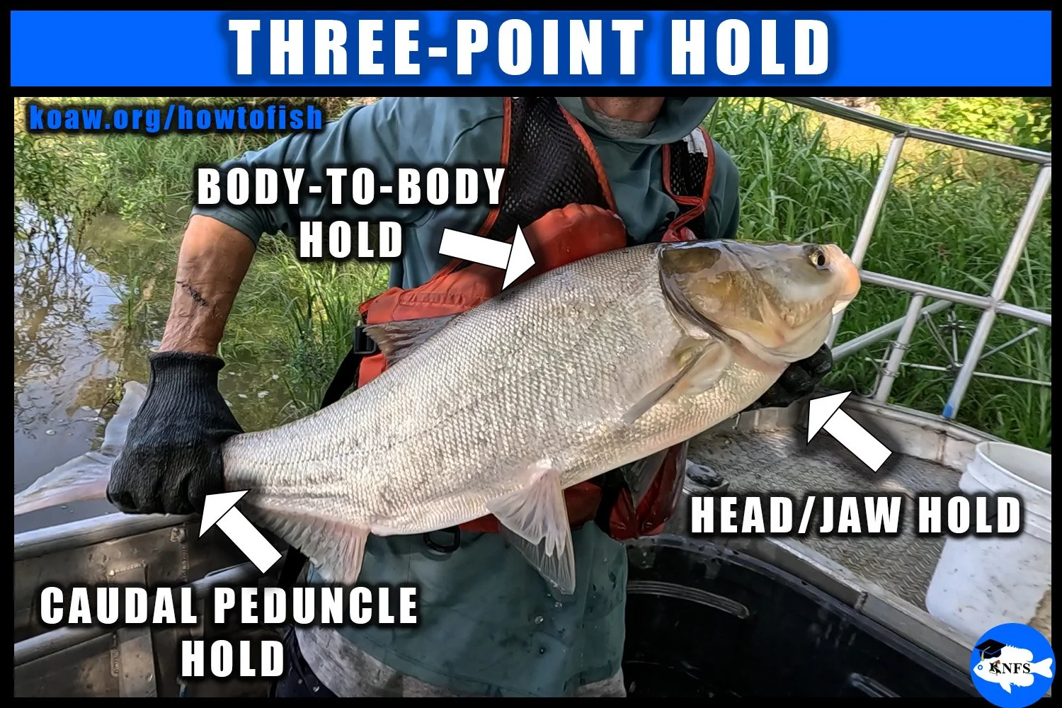 Image shows how to hold a large fish with a three-point hold that secures the head, an area near the tail, and a body-to-body pressure between the human and the fish.