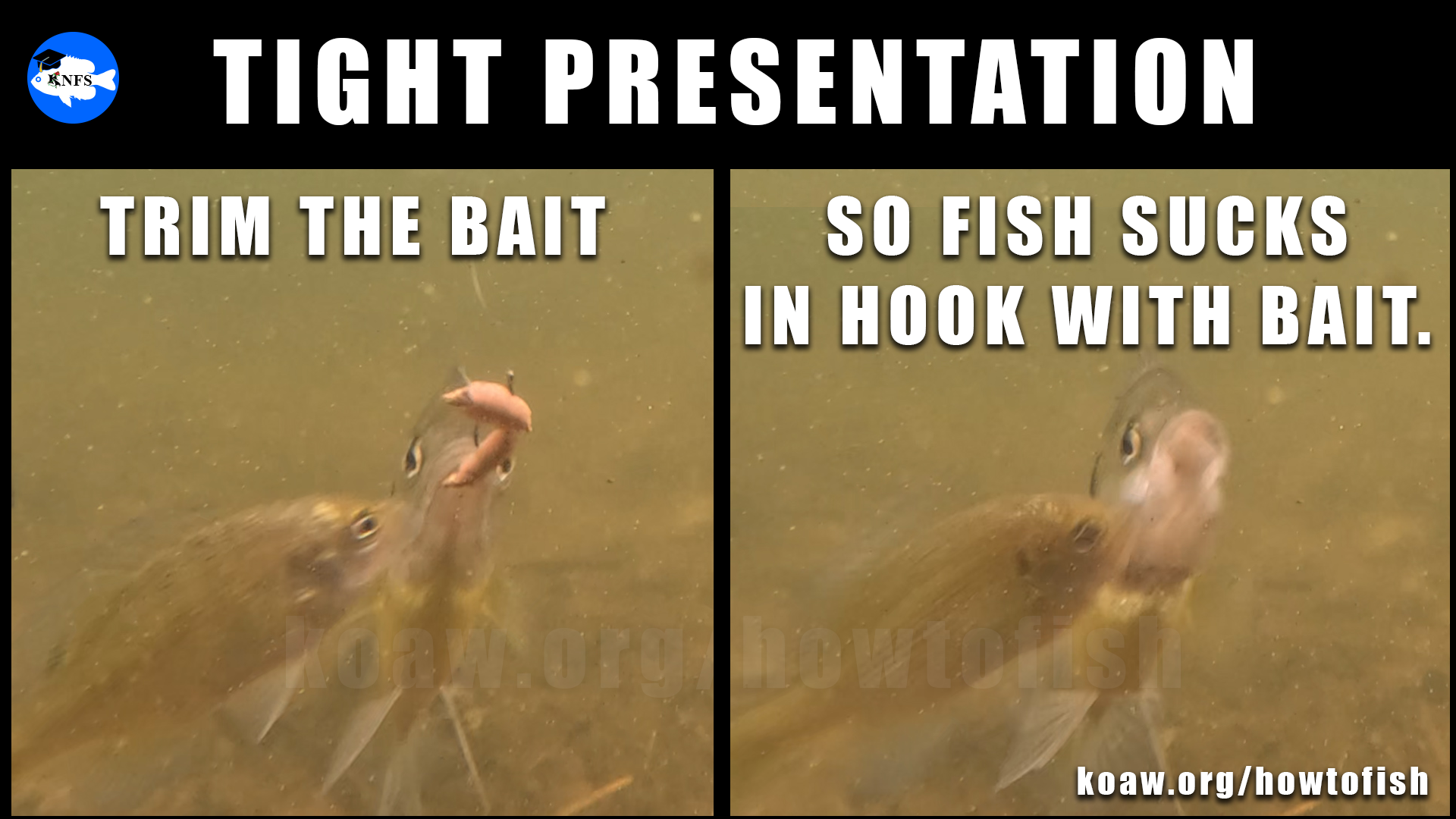 Shows a Bluegill, a type of fish, taking a worm underwater on a fishing rig.