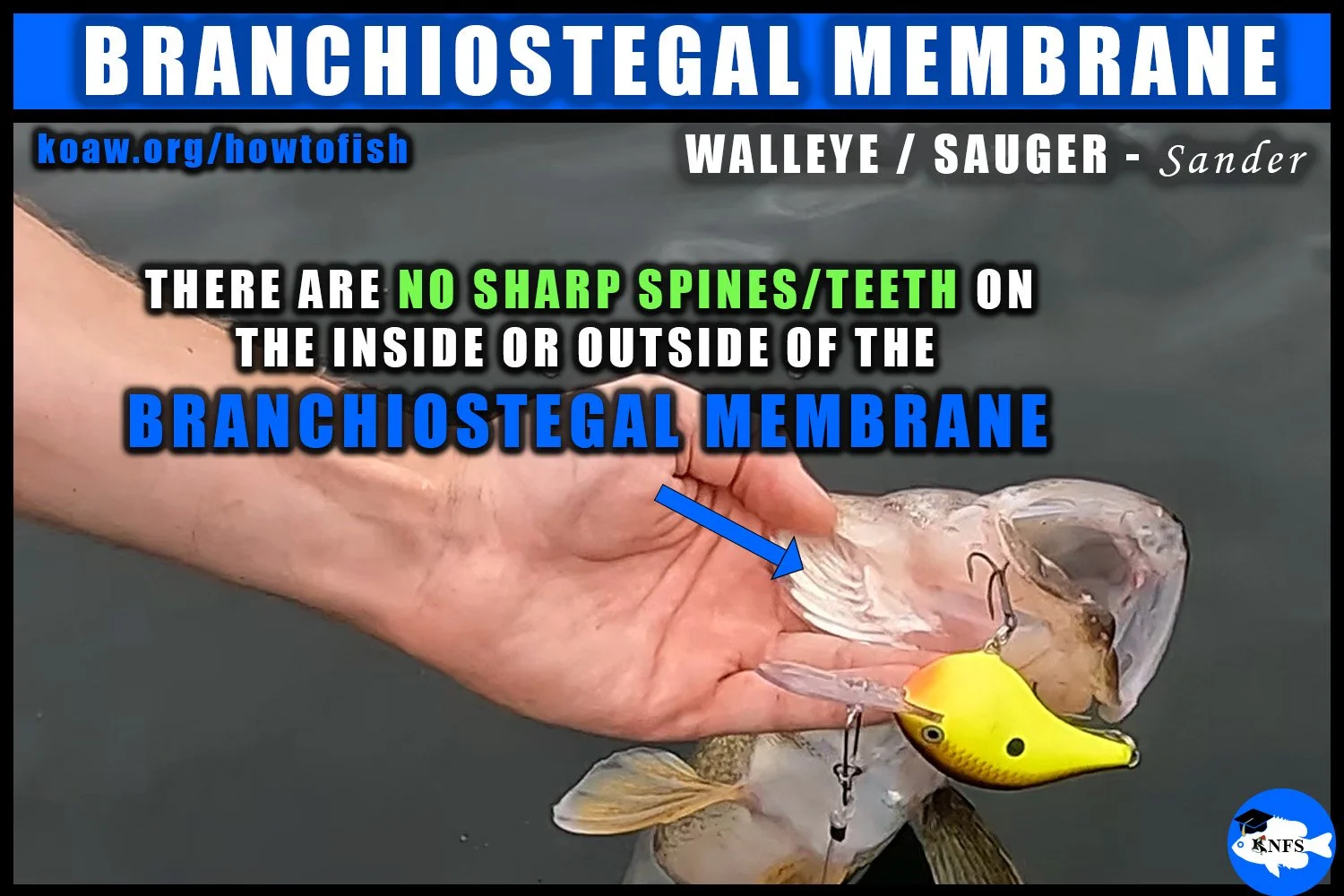 Shows the branchiostegal membrane of a Walleye (Sander vitreus) and how to hold behind this membrane.
