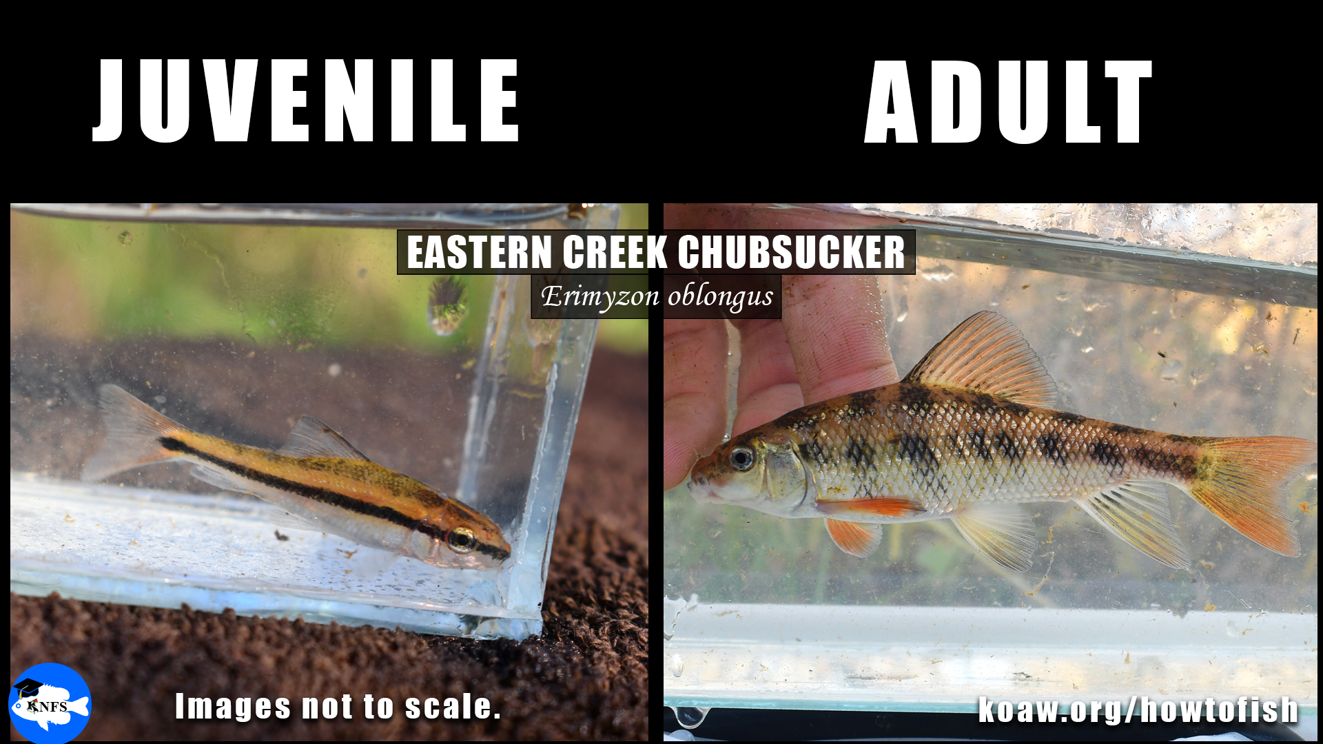Eastern Creek Chubsucker Erimyzon oblongus both juvenile and adult specimen. Very different coloration between the adult and young.