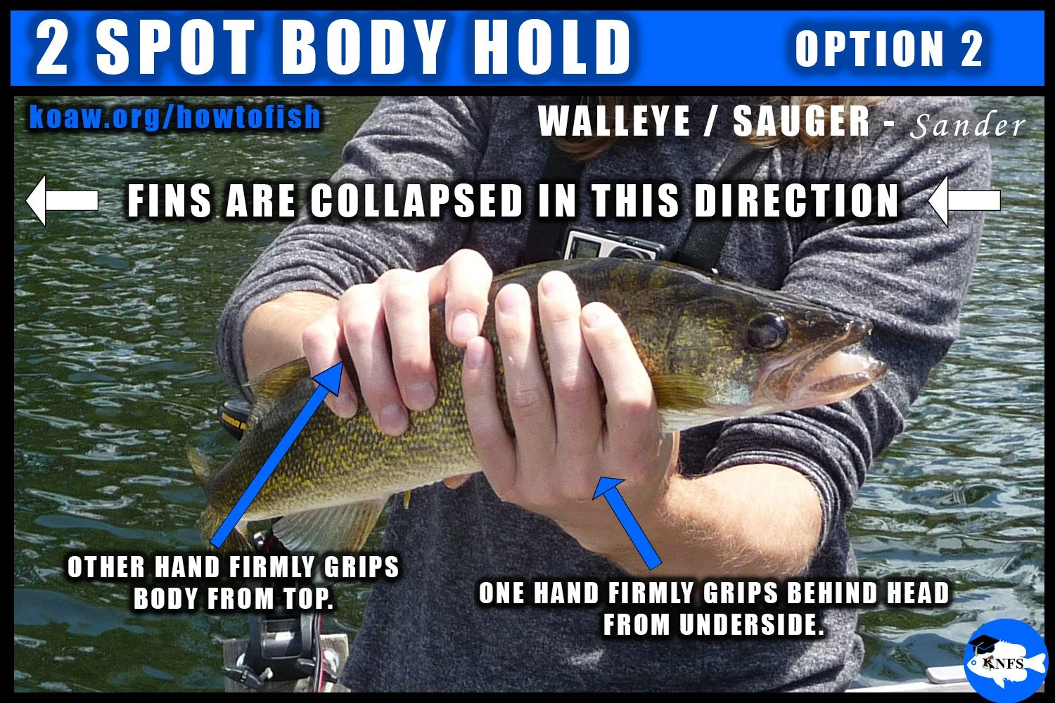 Image shows another option to hold a Walleye (Sander vitreus) by the body. This method will work to hold Sauger and Saugeye.