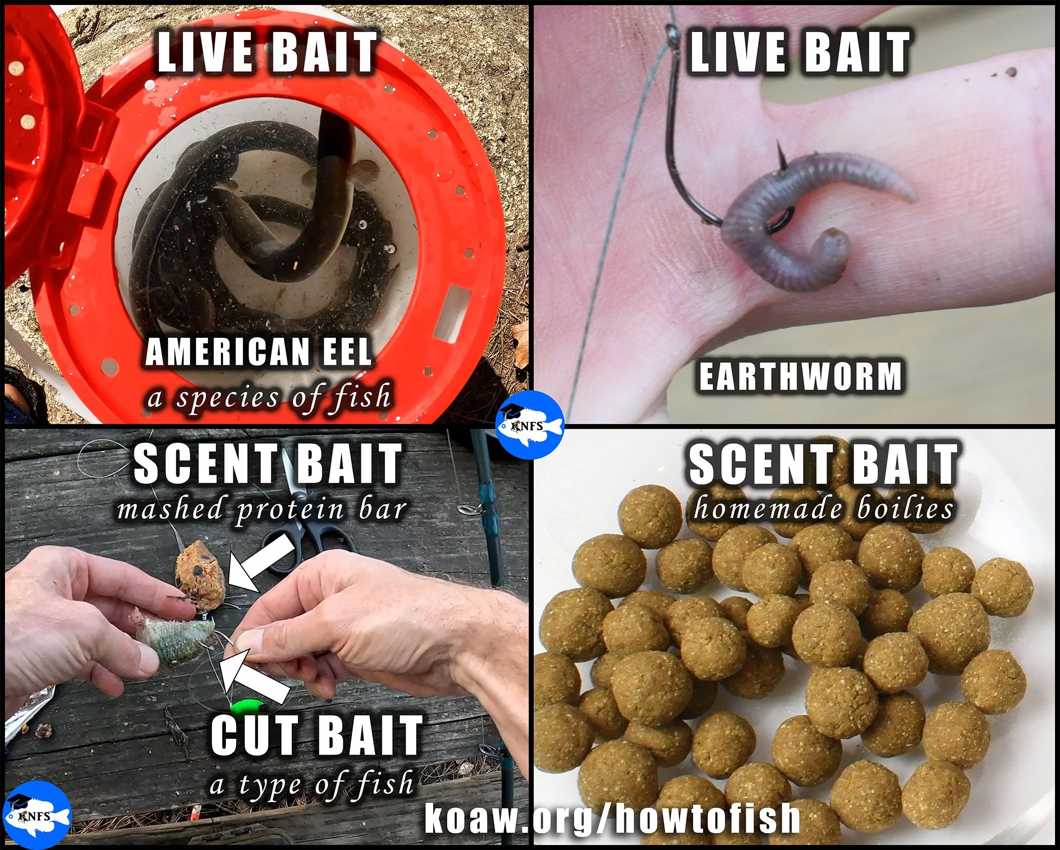 Shows examples of fishing baits. Cut bait, live bait, and scent bait.