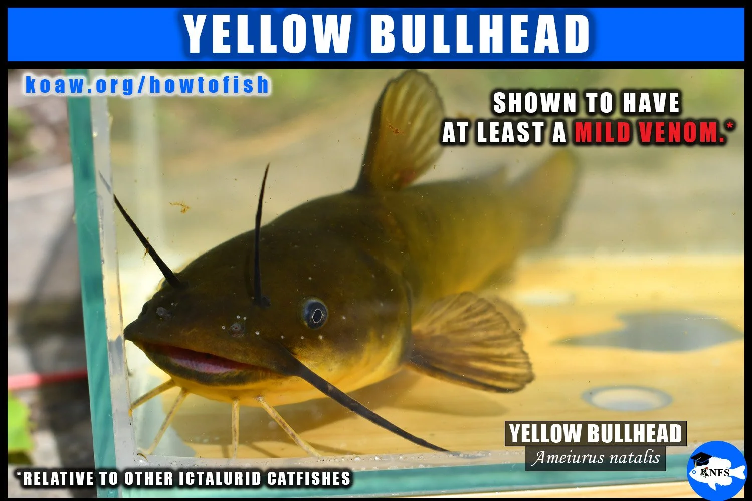 Yellow Bullhead (Ameiurus natalis) is a species of catfish with venom in the spines.
