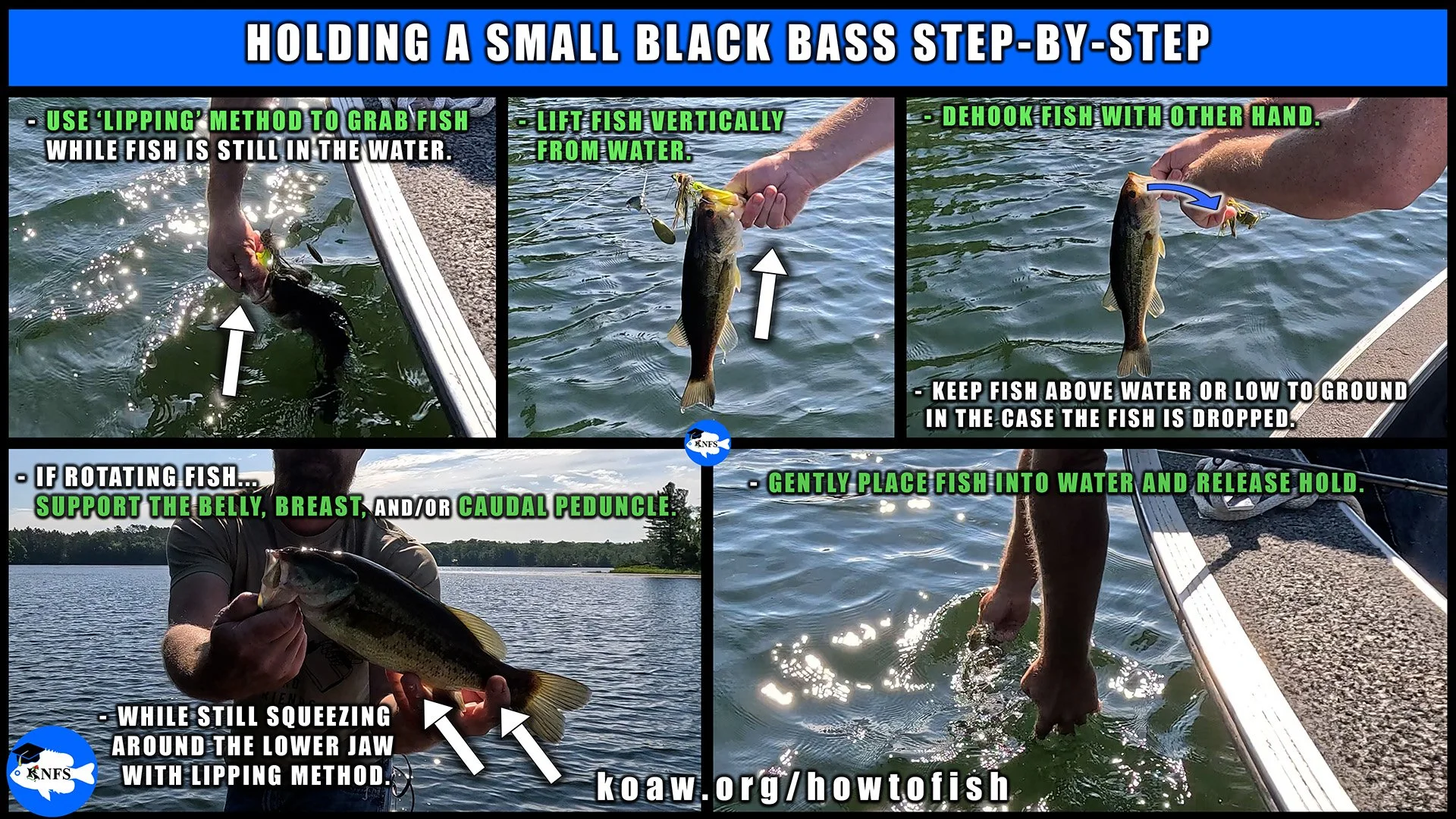 Image shows a step-by-step guide to hold a small black bass of the genus Micropterus.