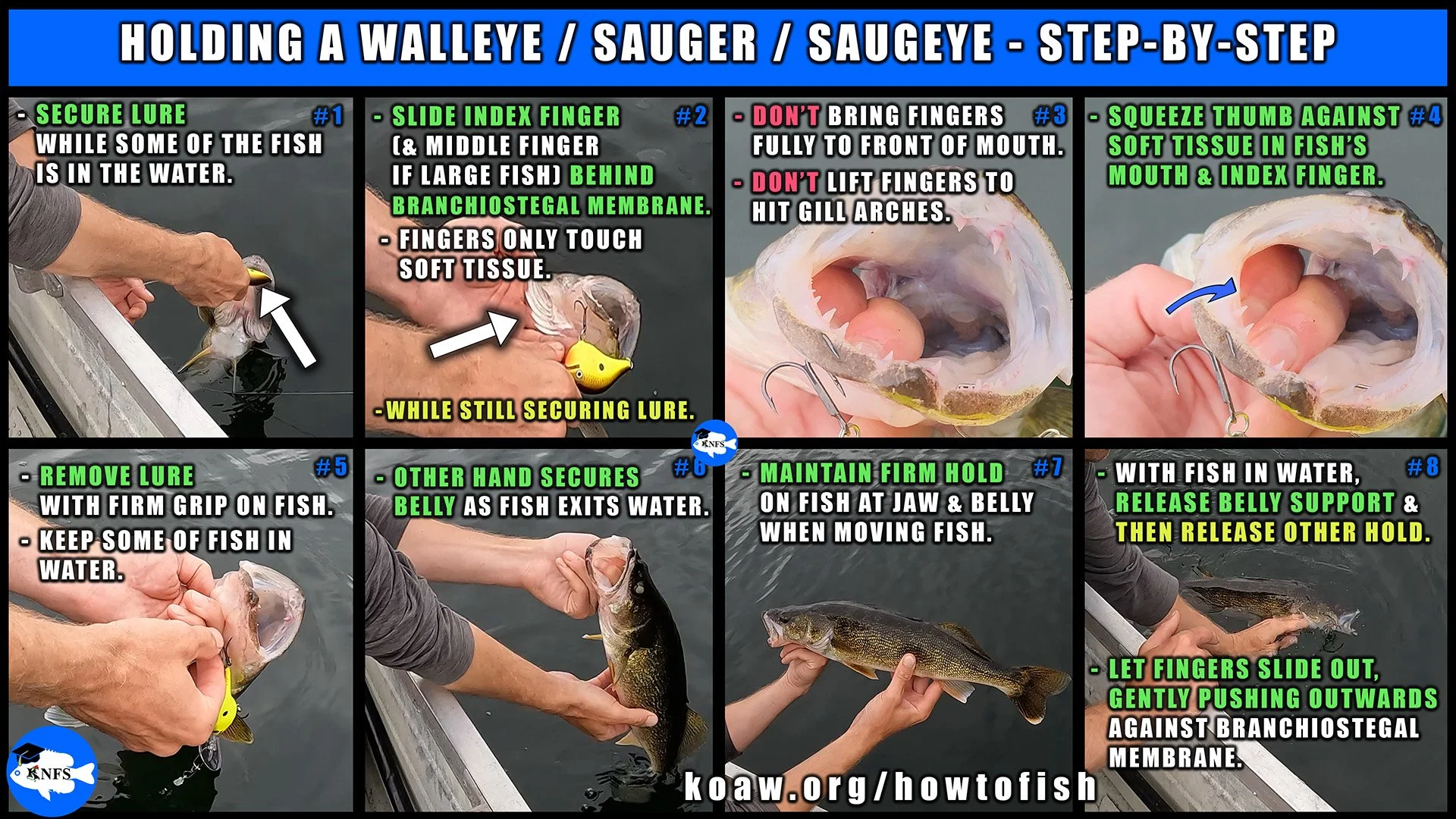 Image shows how to hold a Walleye (Sander vitreus) from inside the mouth.