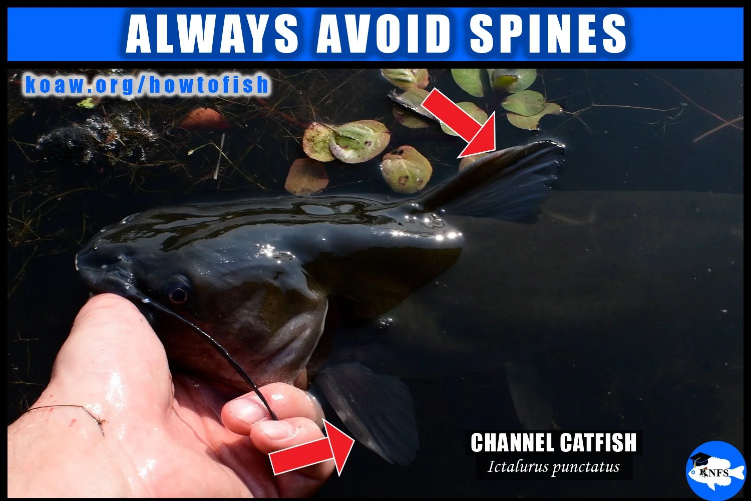 Koaw lips and releases a Channel Catfish (Ictalurus punctatus).