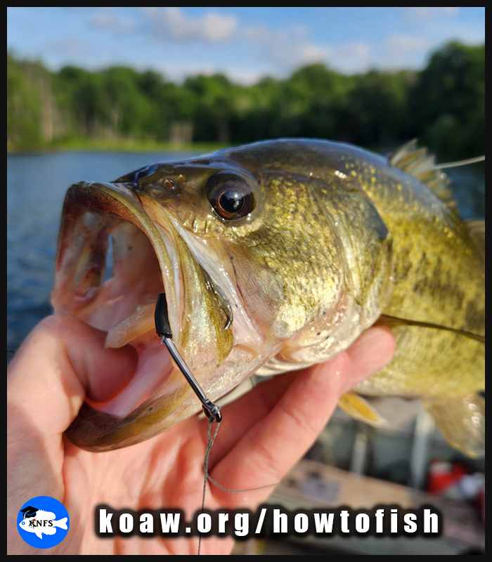 A Largemouth Bass (Micropterus nigricans) caught on rod and reel.