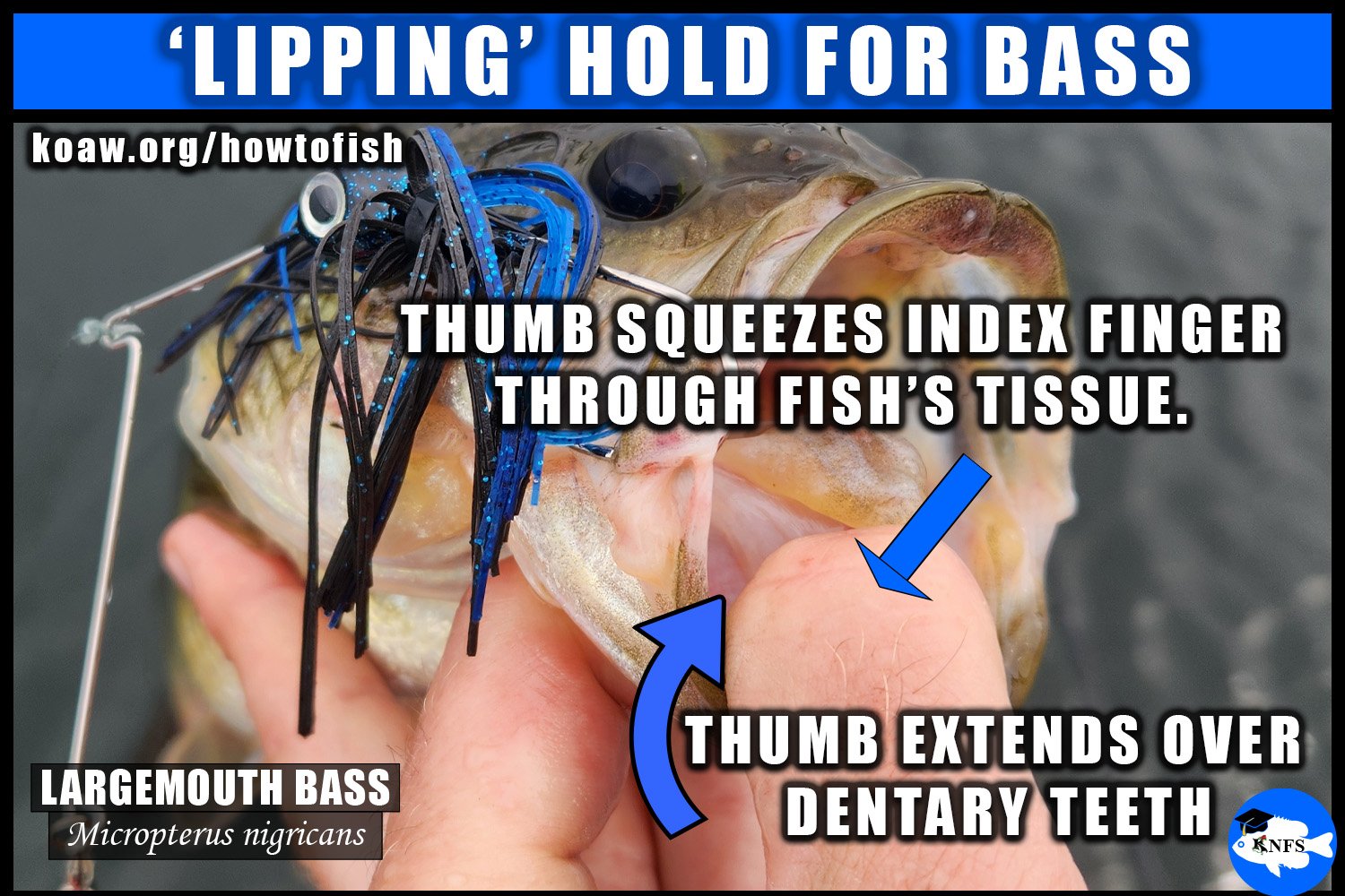 Shows up-close the lipping hold method for bass used by anglers.