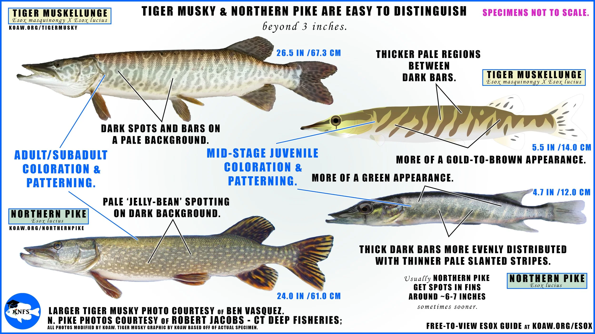 Tiger Musky How to Identify — Koaw Nature