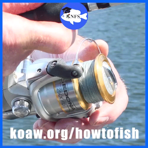 Shows how to open the bail on a spinning reel. Also known as popping or flipping or releasing the bail.