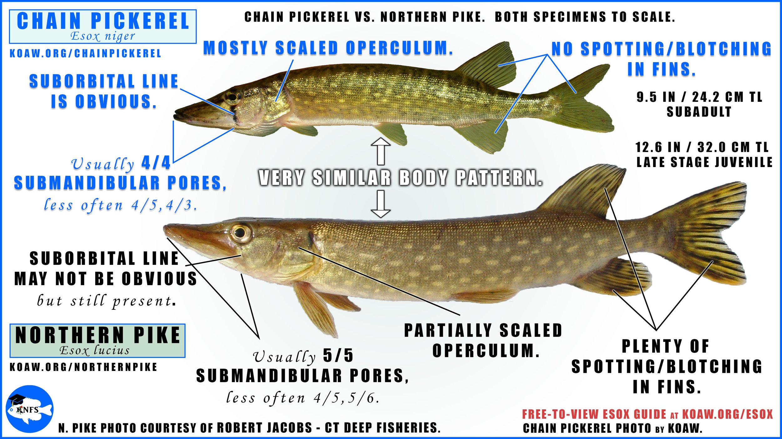 Northern Pike (Esox lucius) - How to identify — Koaw Nature