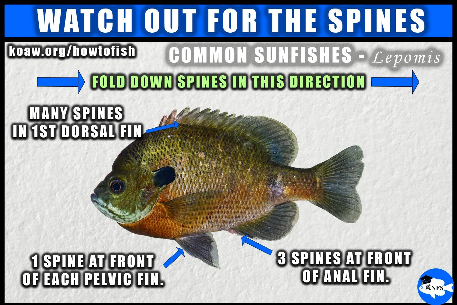 Sharp spines that an angler should watch out for when holding common sunfishes such as Bluegill, Pumpkinseed, Longear, Dollar, and Warmouth.