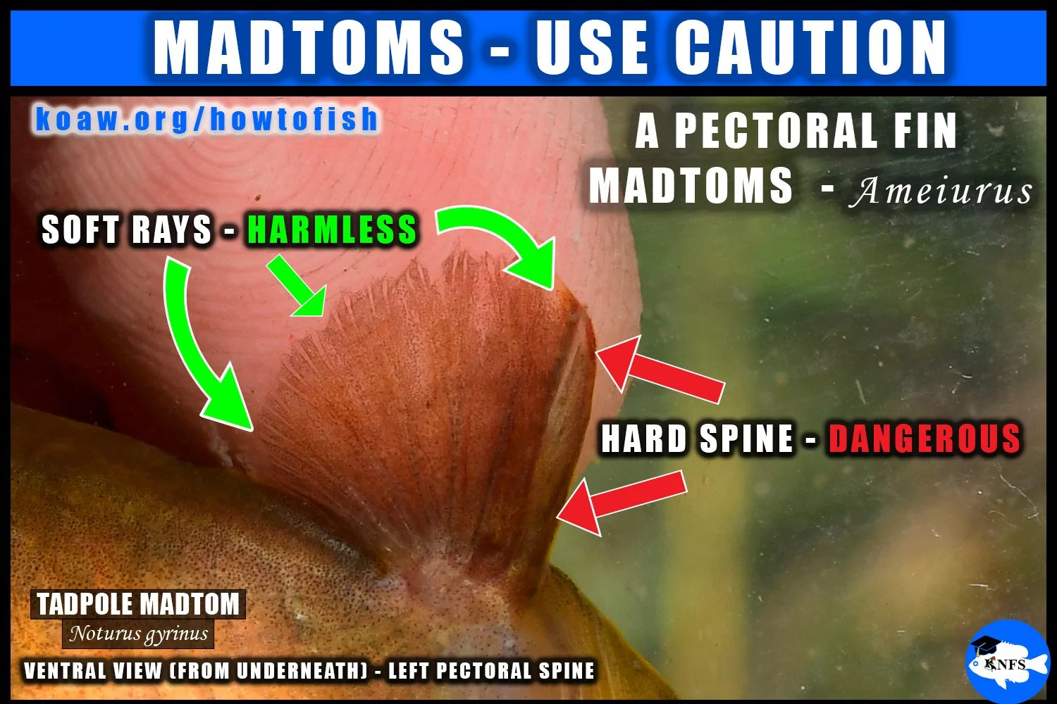 Shows the dangerous venom containing pectoral spine of a madtom.
