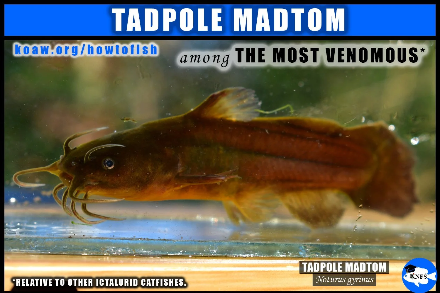 Tadpole Madtom (Noturus gyrinus) is a very venomous catfish relative to most other ictalurid catfishes.