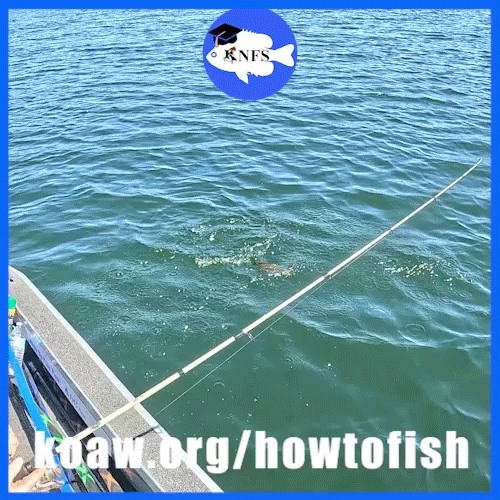 Shows a Largemouth Bass being caught on a spinning reel and rod.