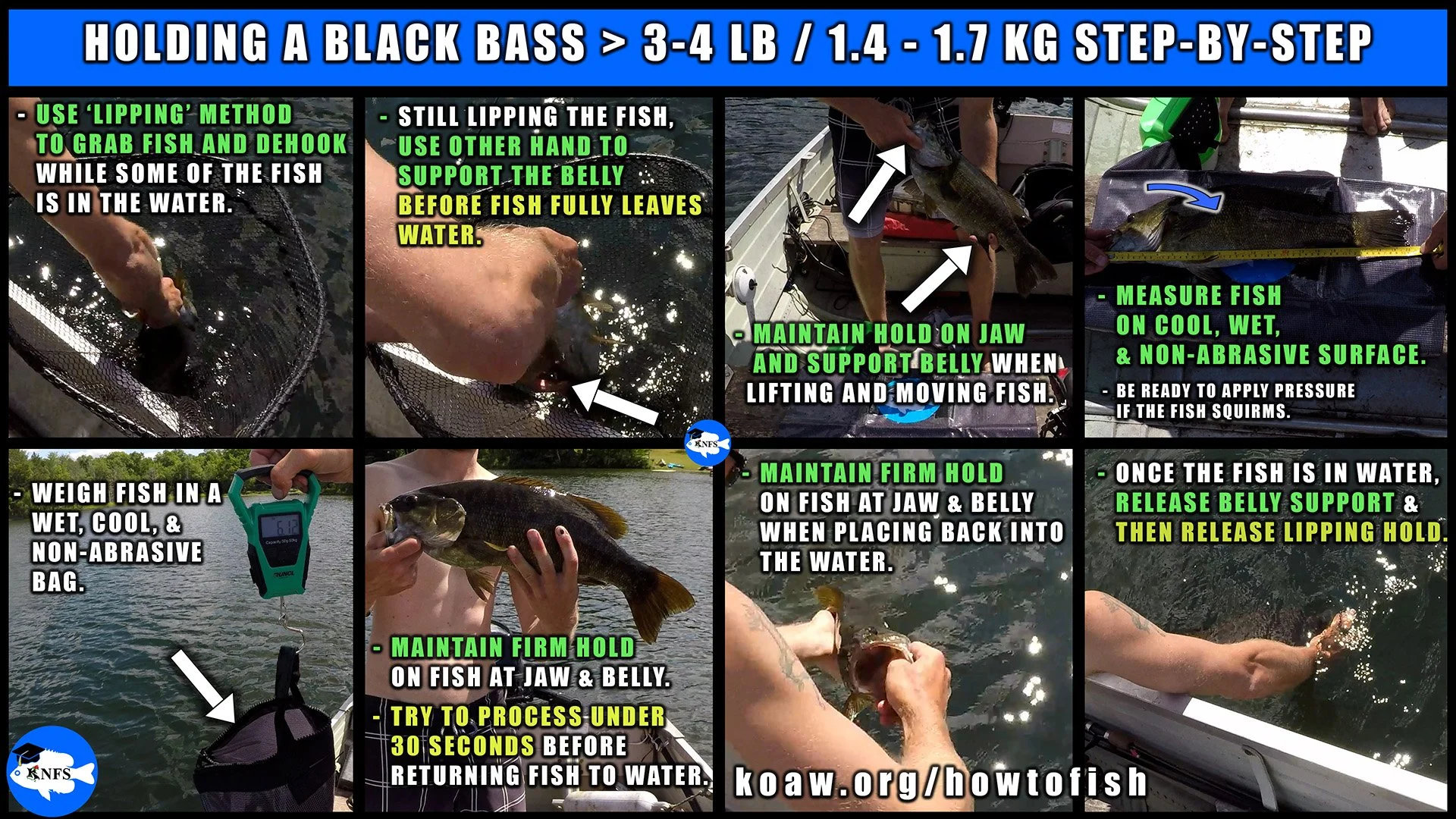 Image shows how to hold a large bass of the genus Micropterus, or black basses.
