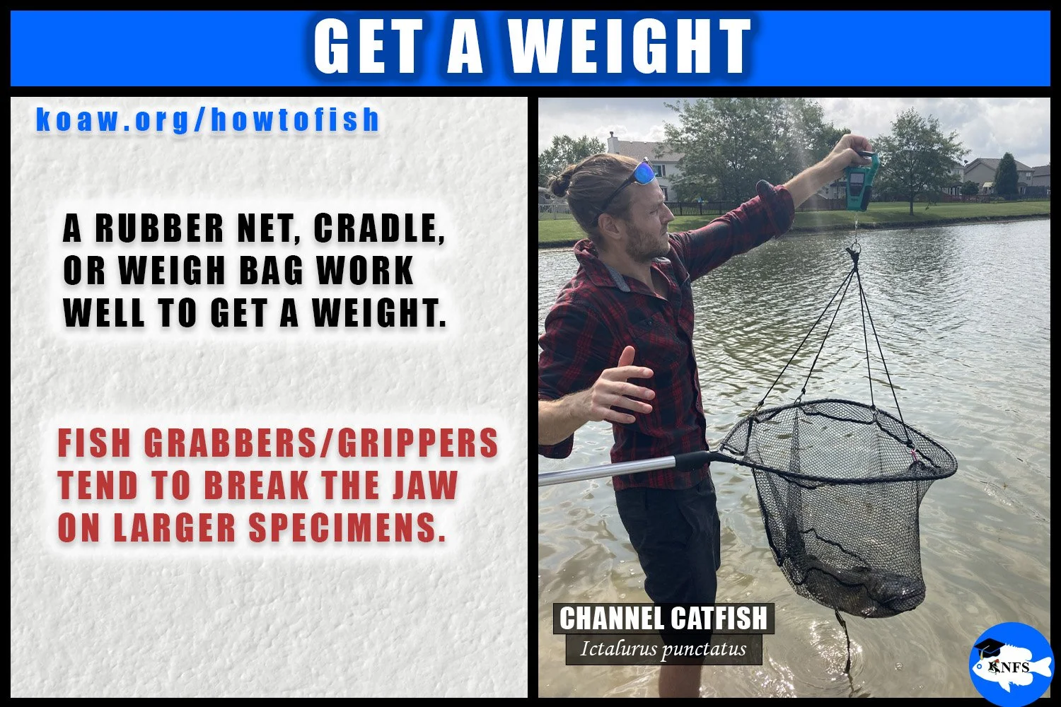 Shows one method to weigh a catfish.