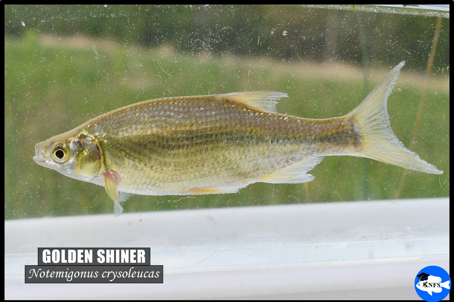 Golden Shiner (Notemigonus crysoleucas) is a common bait fish (baitfish).