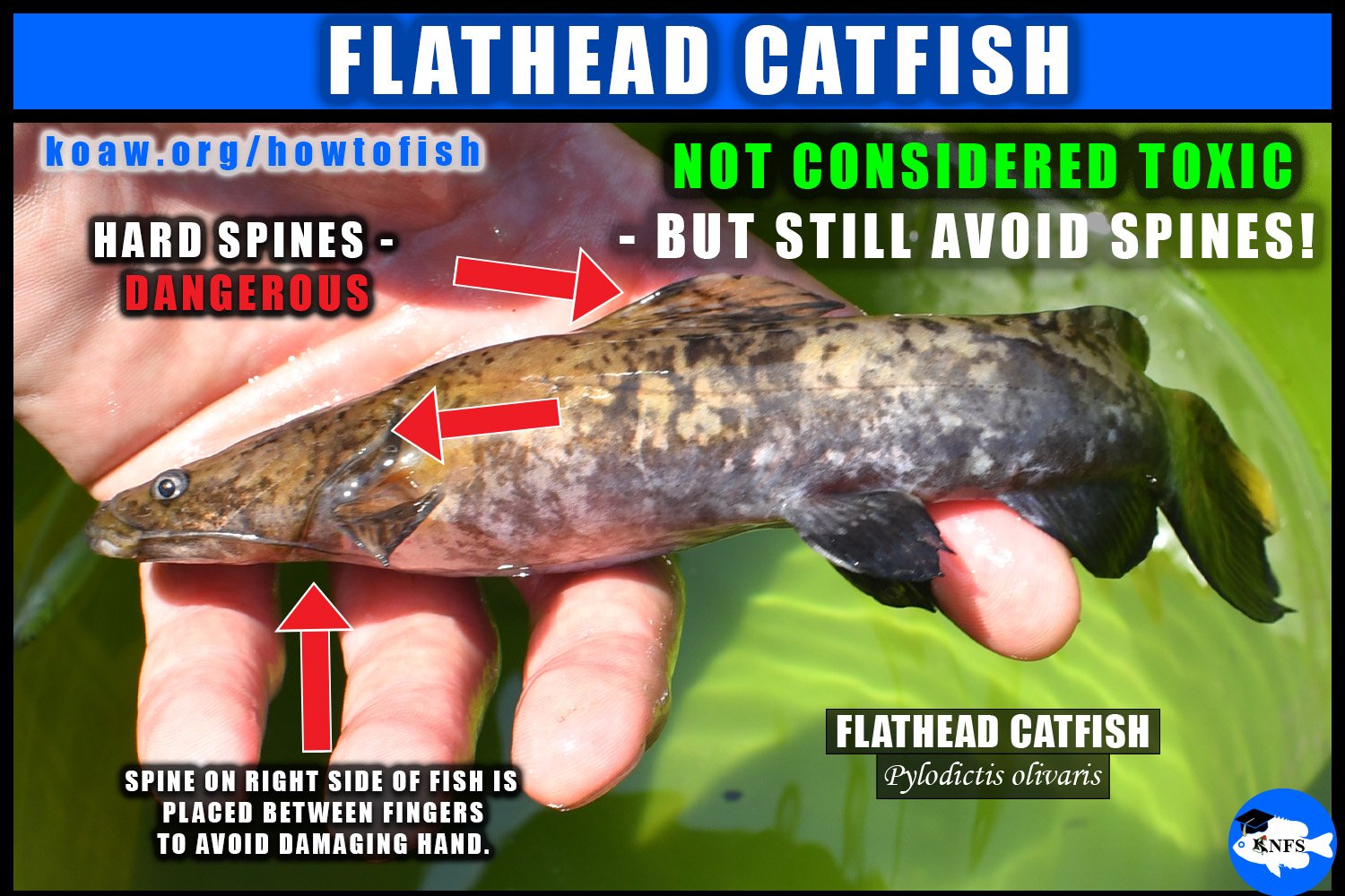 How to hold a Flathead Catfish.