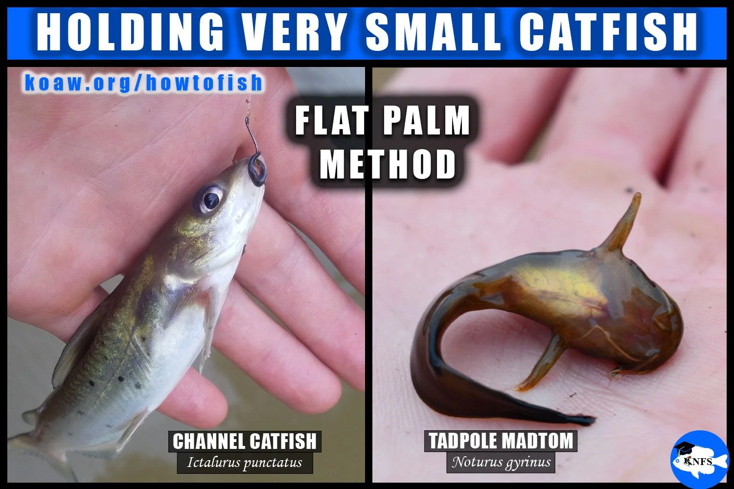 Shows how to hold very small catfish with the flat palm holding method.