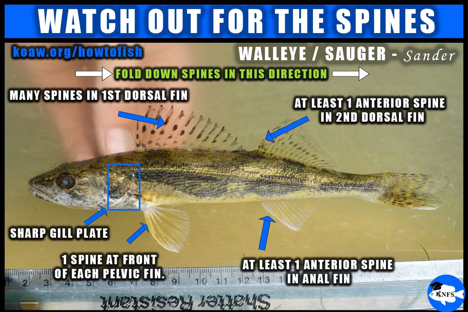 Image shows the location of spines in the fins for members of Sander - Walleye, Sauger, and Saugeye.