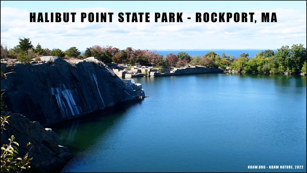 Are Dogs Allowed At Halibut Point State Park