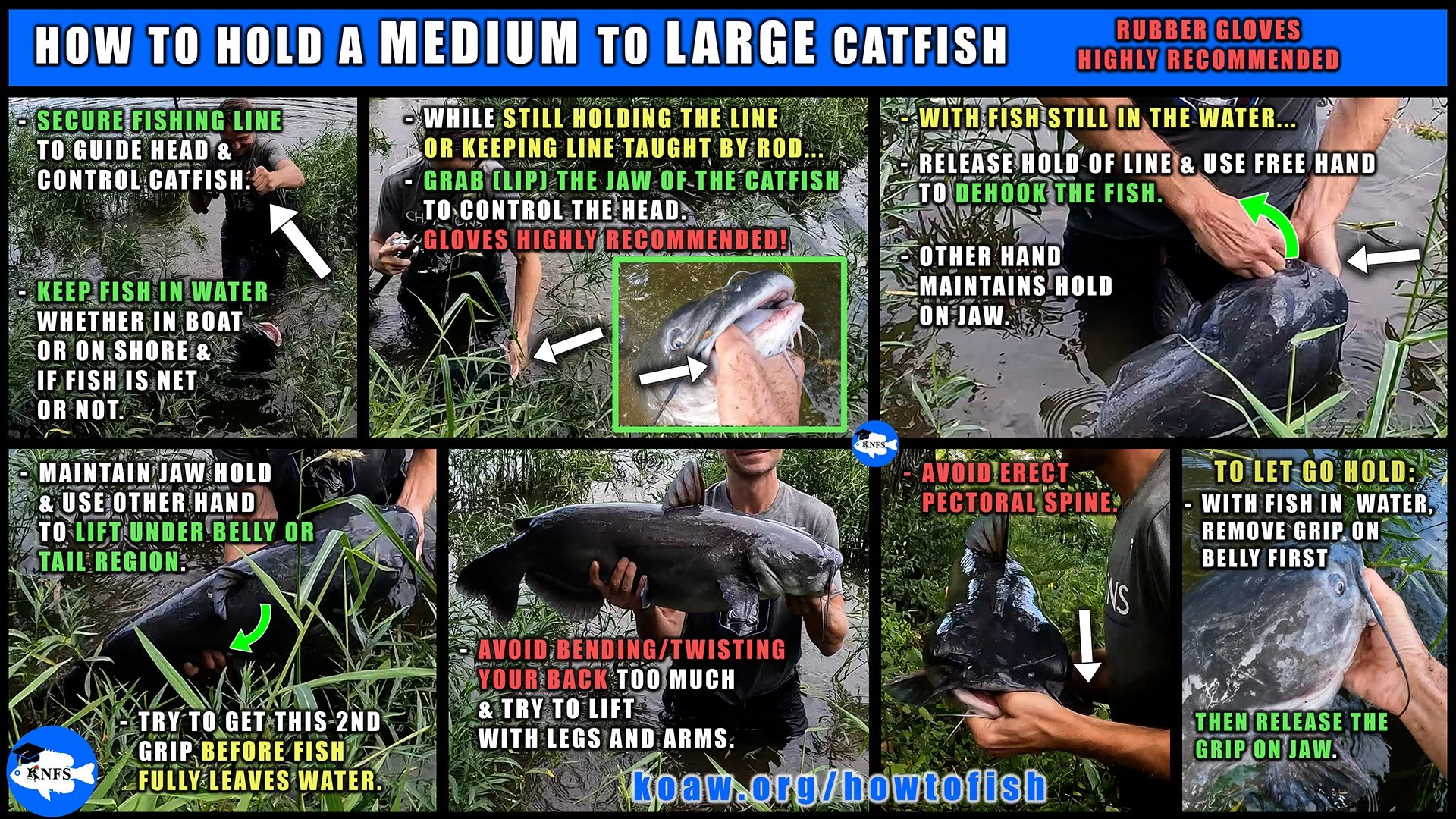 Image shows one method to hold a medium to large catfish using the lipping method (grabbing the jaw) and holding the belly.