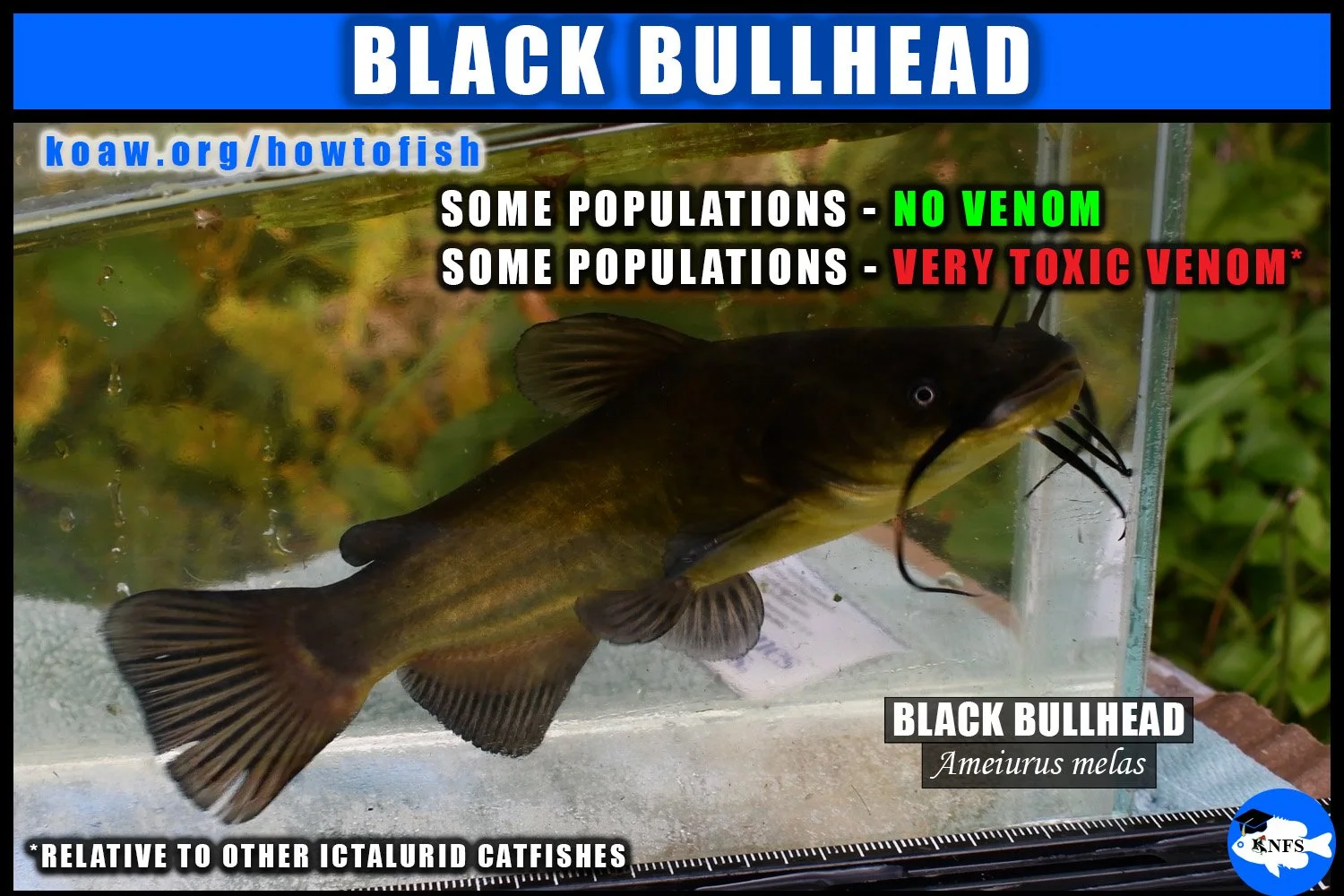 The Black Bullhead is a species that may have venom or may not have venom, mainly dependent on the location of the population.