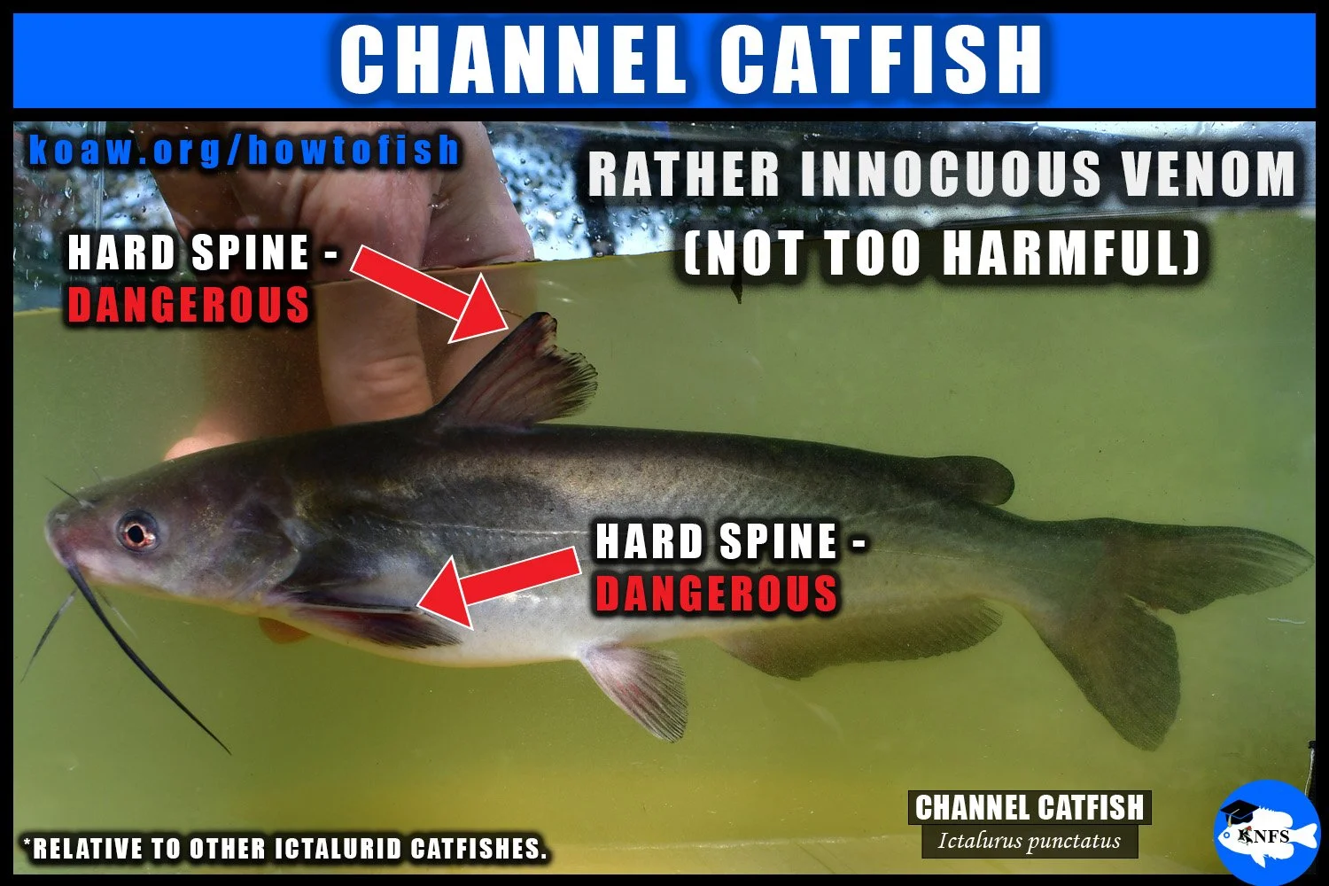 The Channel Catfish has been shown to have an innocuous venom.
