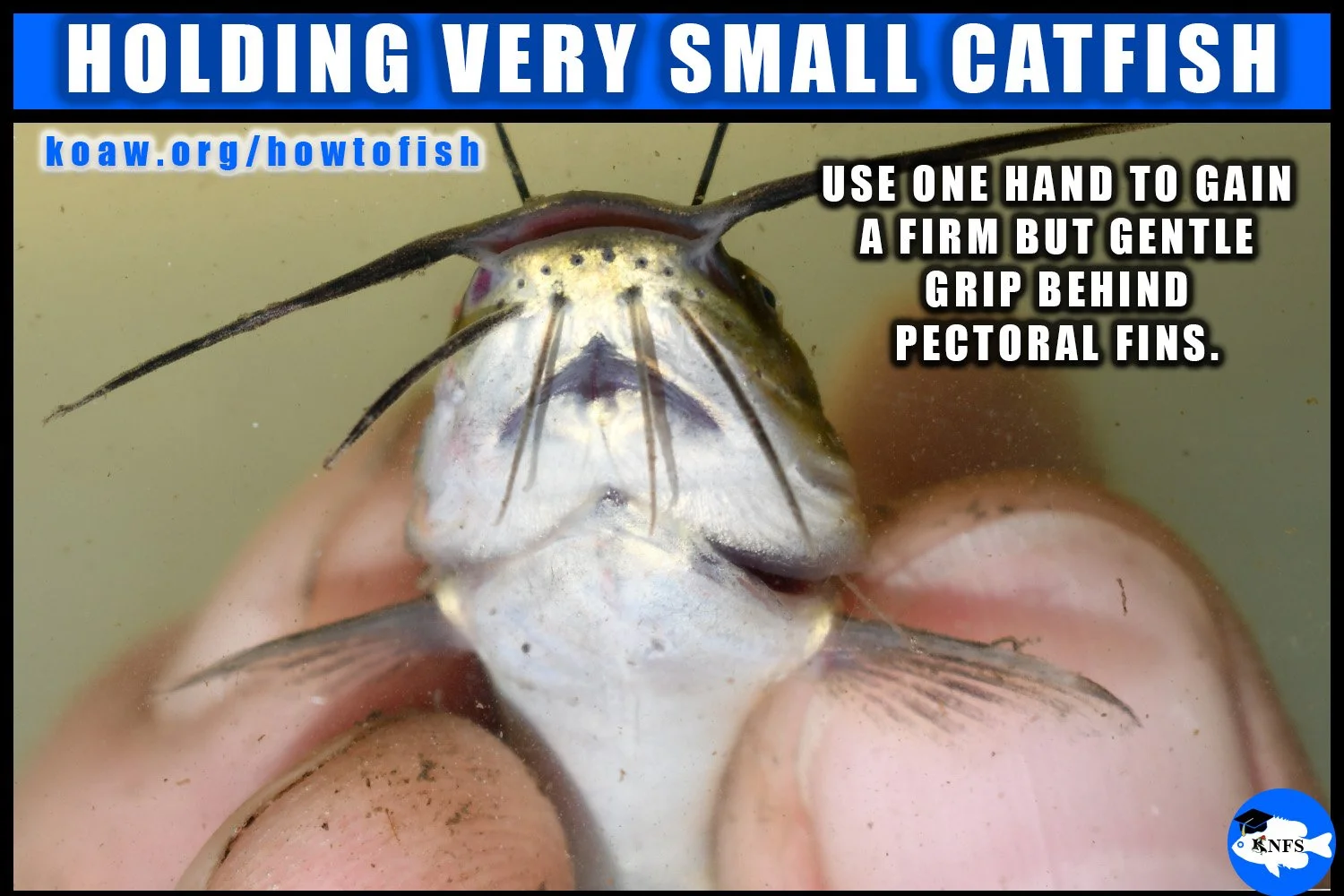 How to hold very small catfish.
