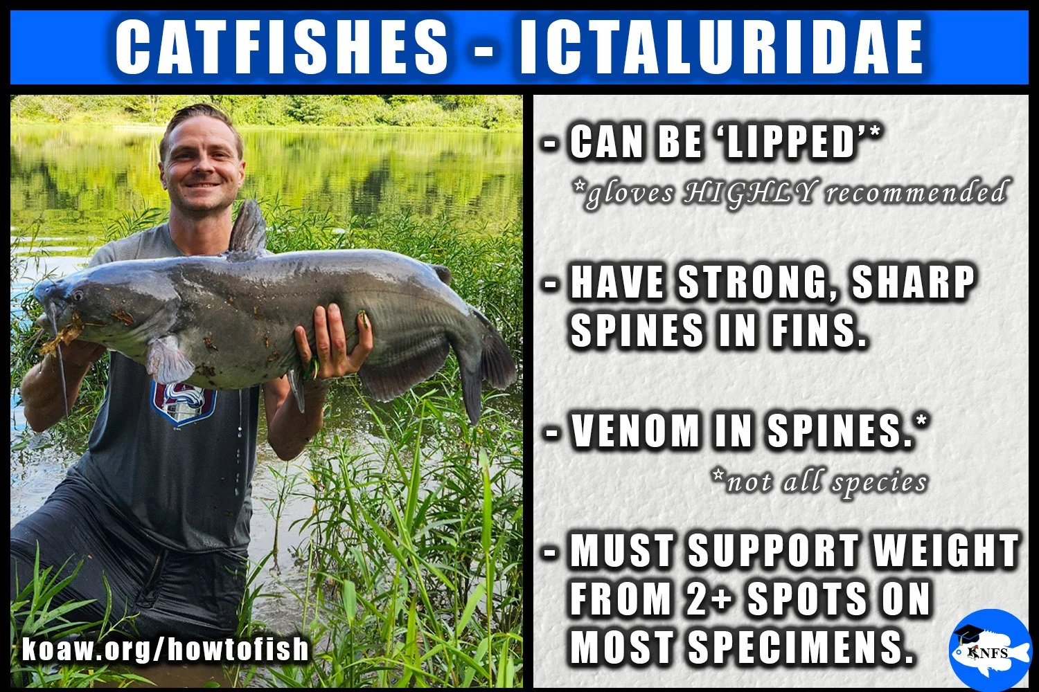 Image discusses how to hold a catfish while pointing out that some catfishes have venom in spines.
