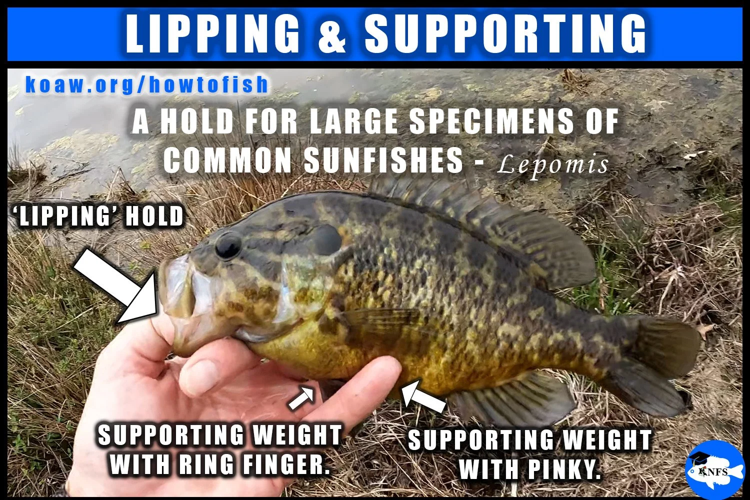 How to lip and hold a large common sunfish like the Warmouth or Green Sunfish. Shellcracker and even large Bluegill can be held this way.