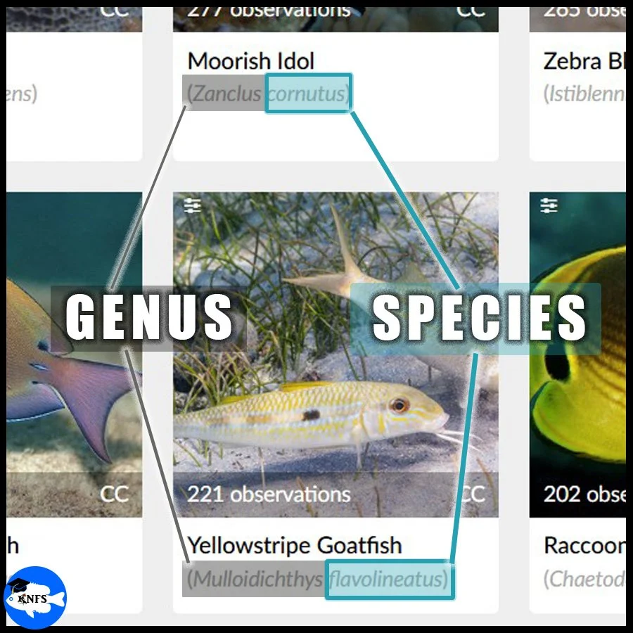 Where to know the species name vs. genus name