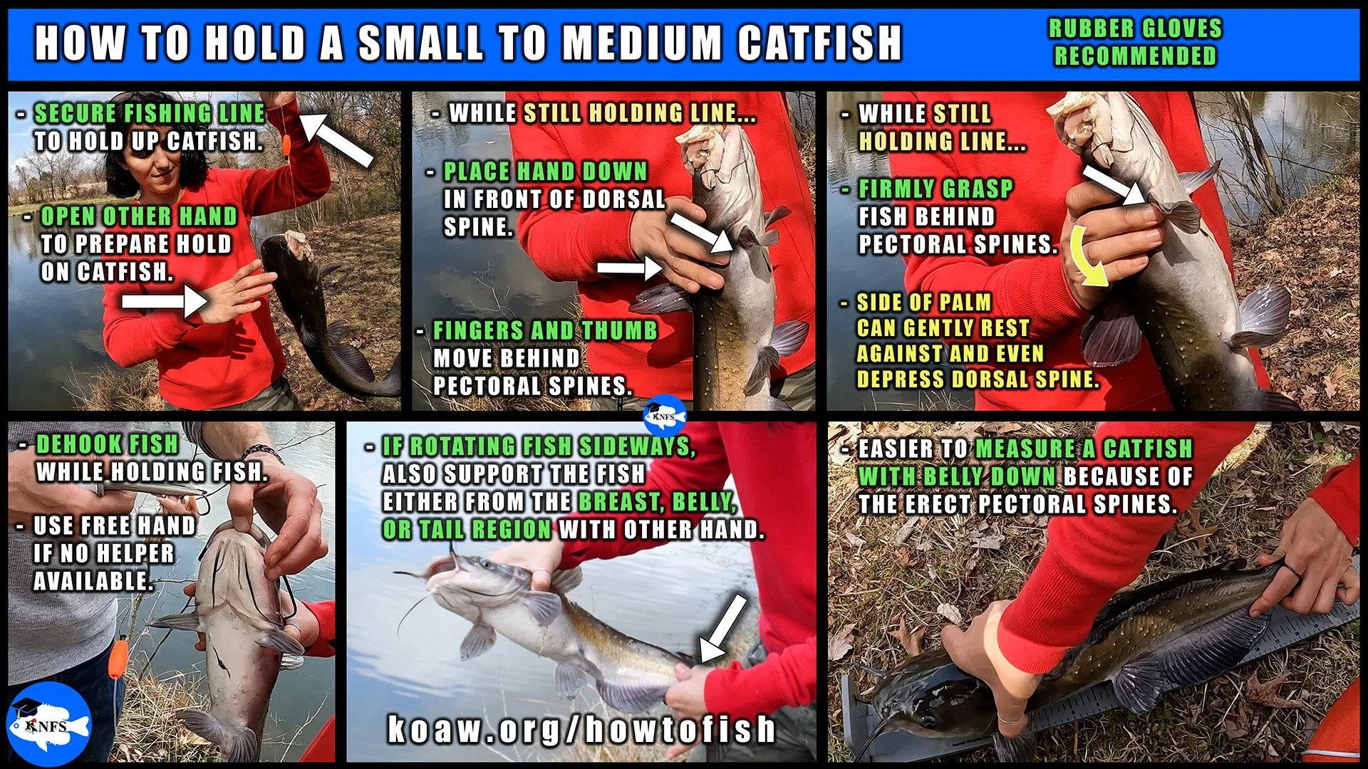 Shows how to hold a catfish while avoiding the pectoral and dorsal spines. Also shows a method to measure the catfish.