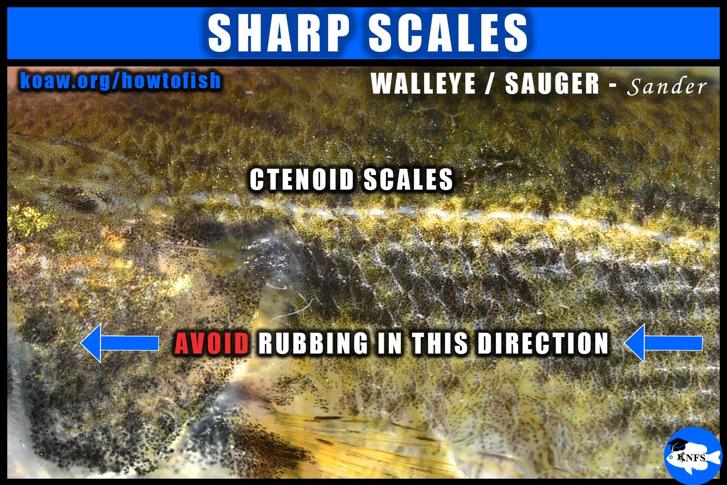 Close up image of the ctenoid scales of a Sauger, a member of the genus Sander.
