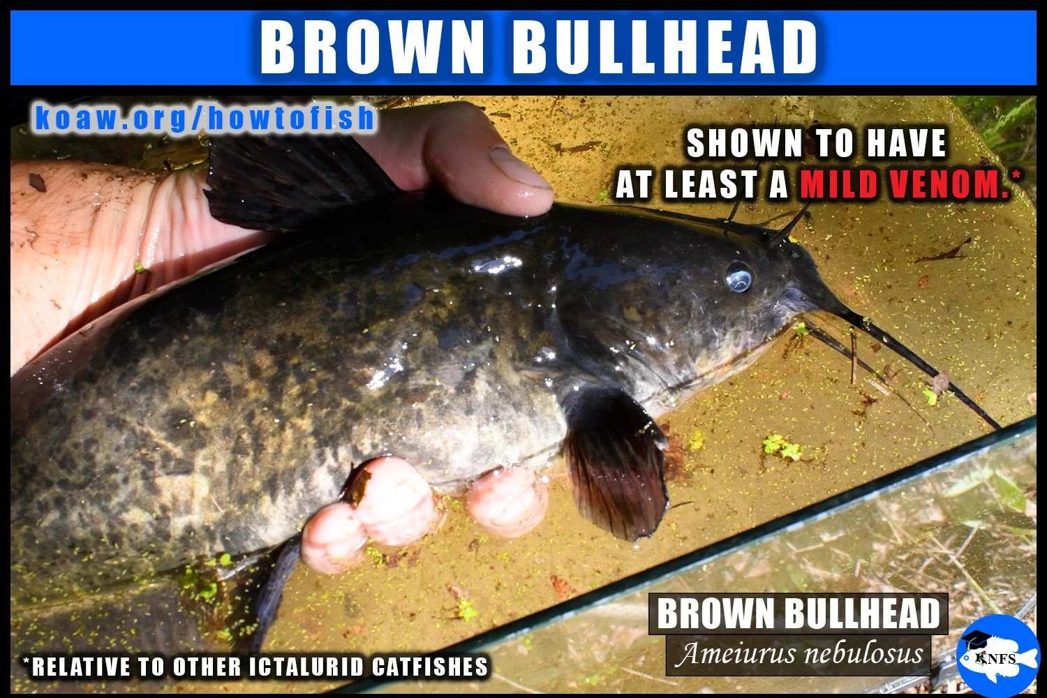Brown Bullhead (Ameiurus nebulosus) has venom in spines that can hurt an angler's hand.