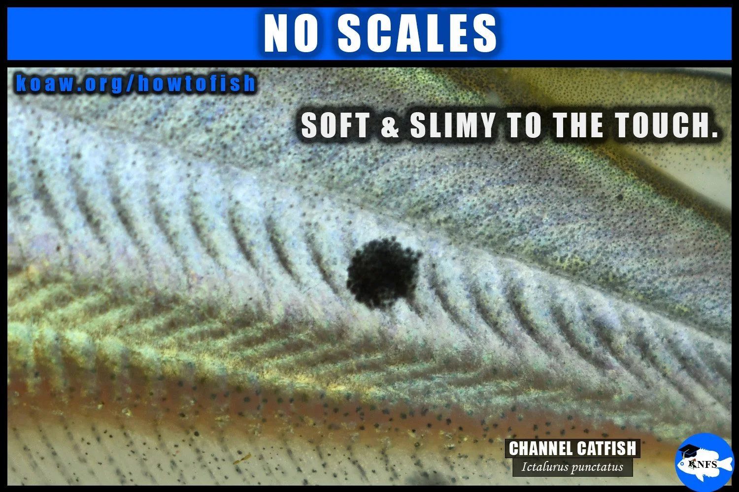 Catfishes of Ictaluridae do not have scales on the body.