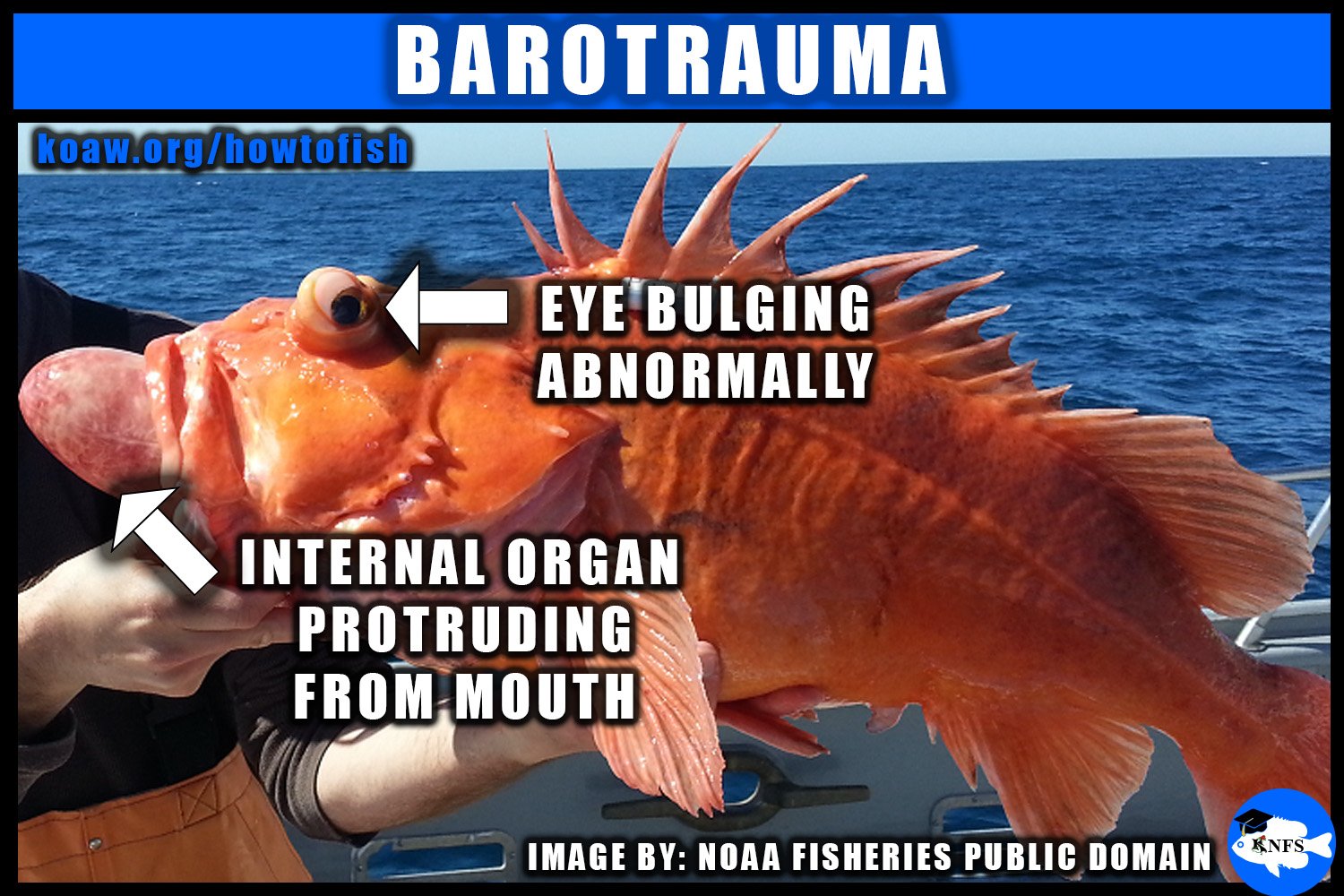 Shows a saltwater fish enduring the symptoms of barotrauma.