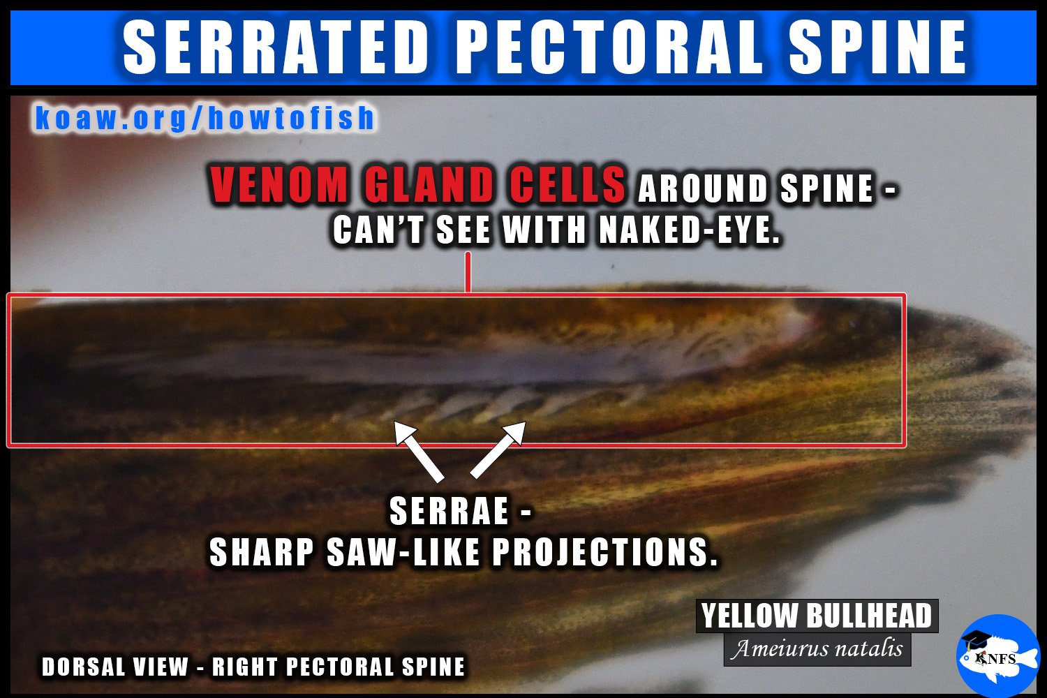 Shows the serrae of the pectoral spine of a Yellow Bullhead (Ameiurus natalis) and points of the venom gland cells are not visible to the naked eye.