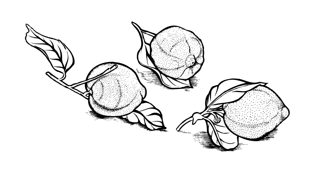 lemons-01-1024x545.png