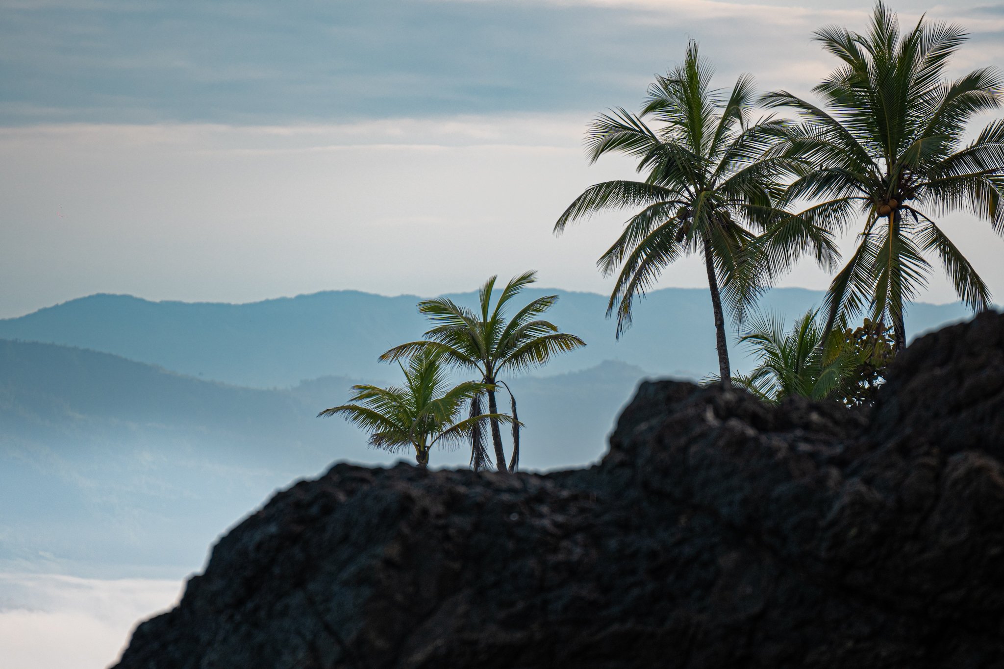 palm tress.jpg