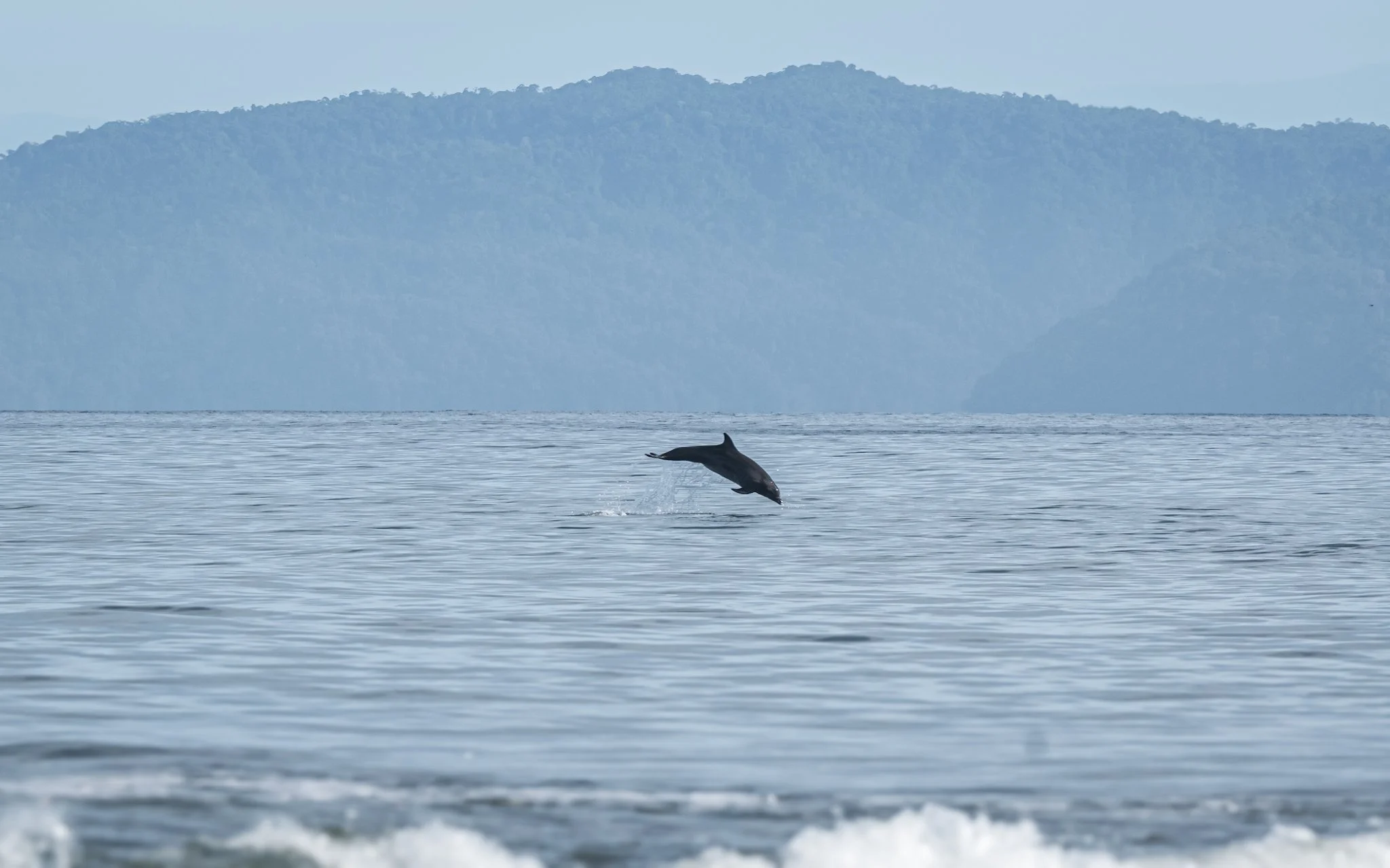 delfin.jpg