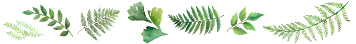 fern banner.png