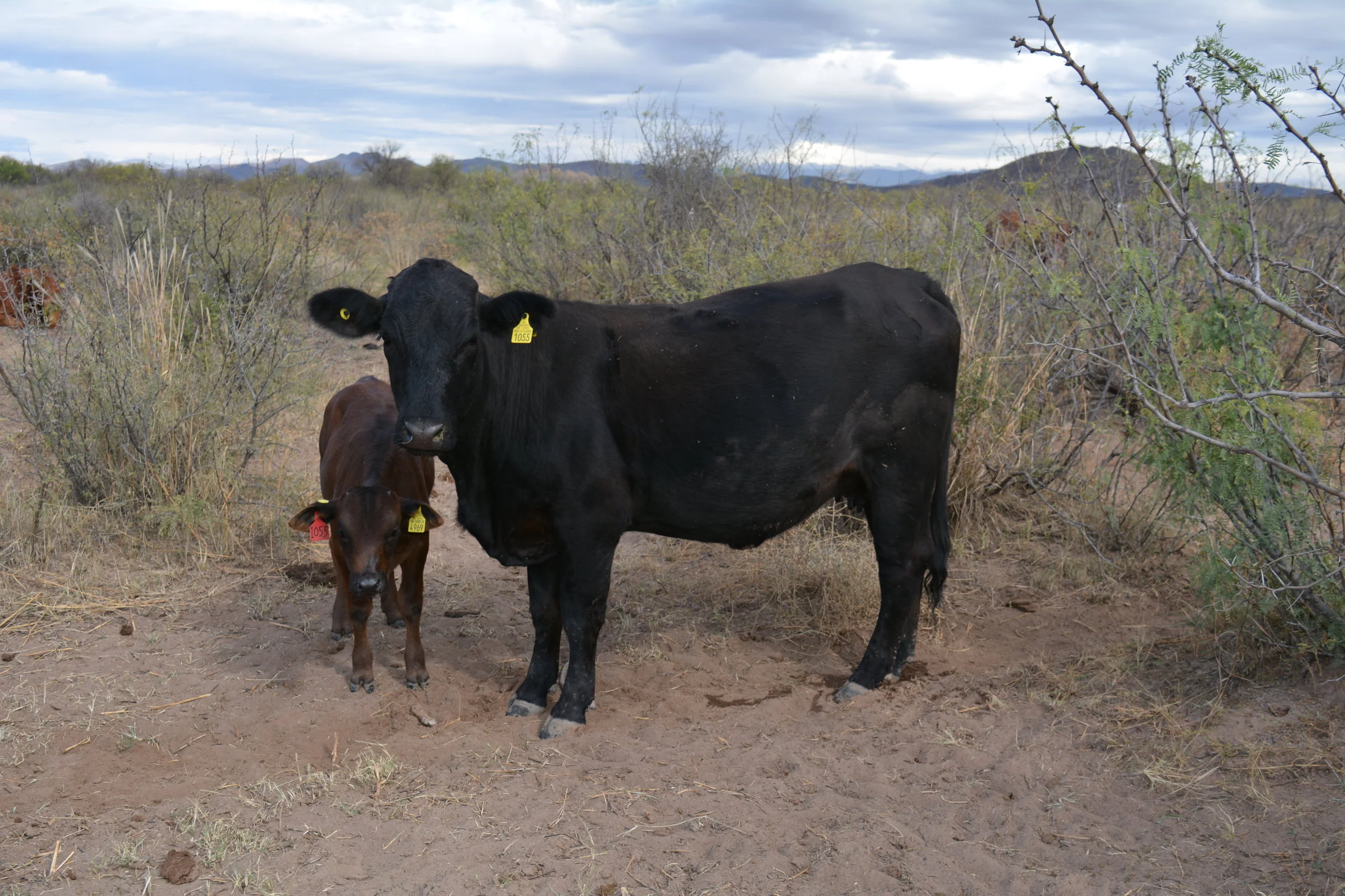 Controlled Calving vs. Open Calving