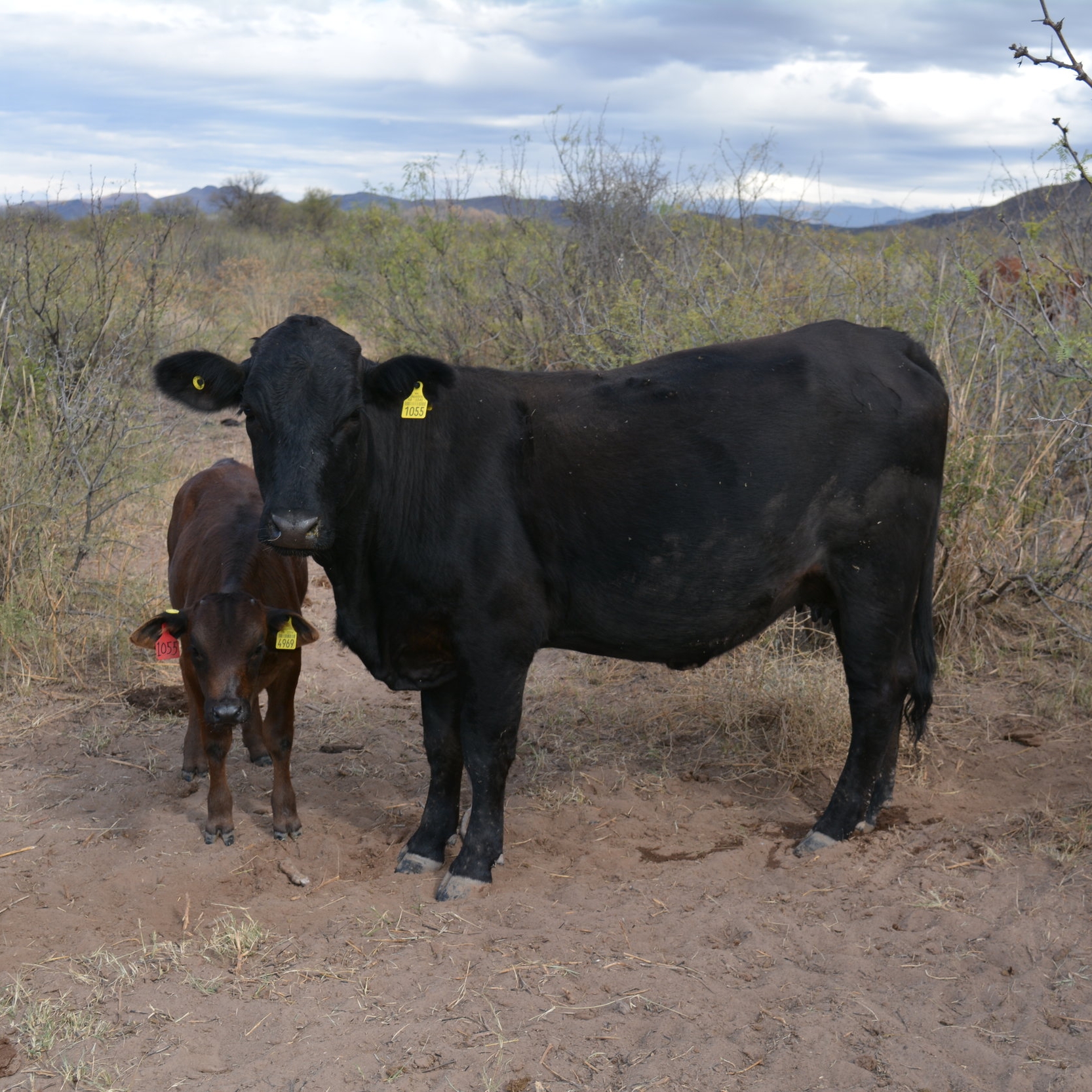 Calved at 24 months (1st time mother)