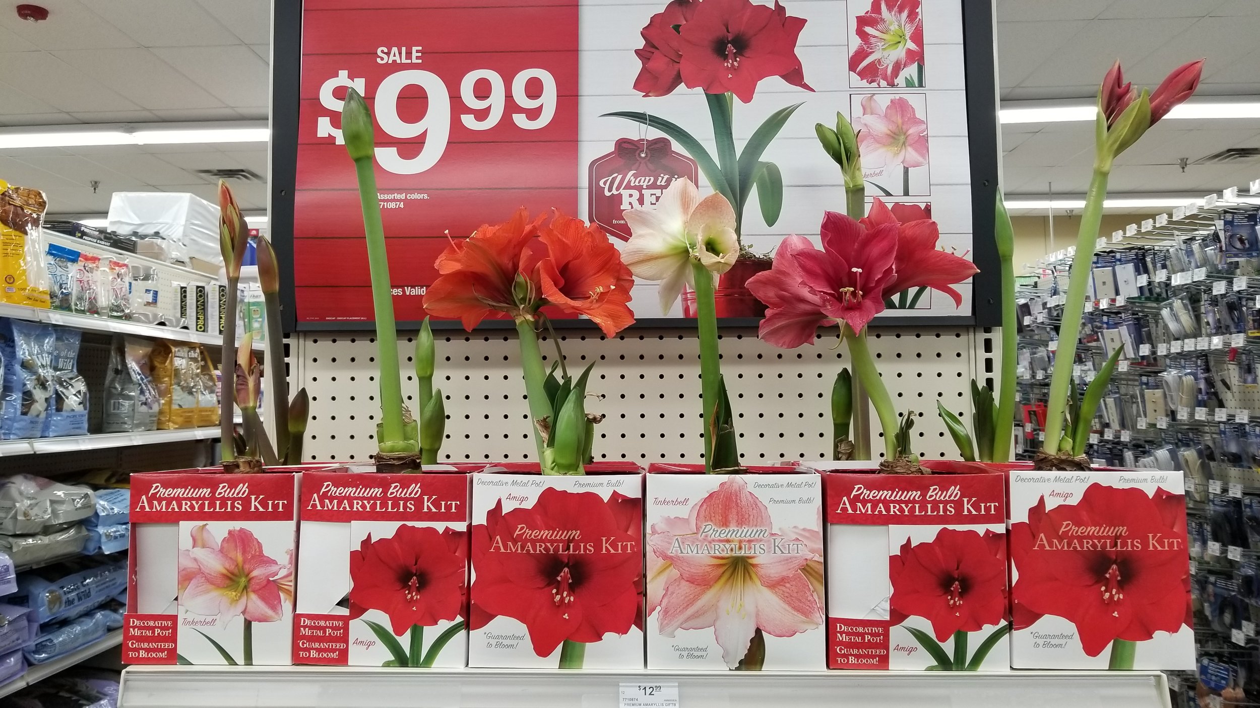 AMARYLLIS.jpg
