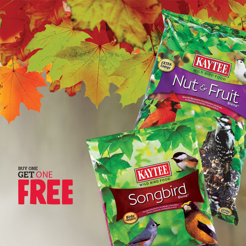 September 2019 - Birdseed 2.jpg