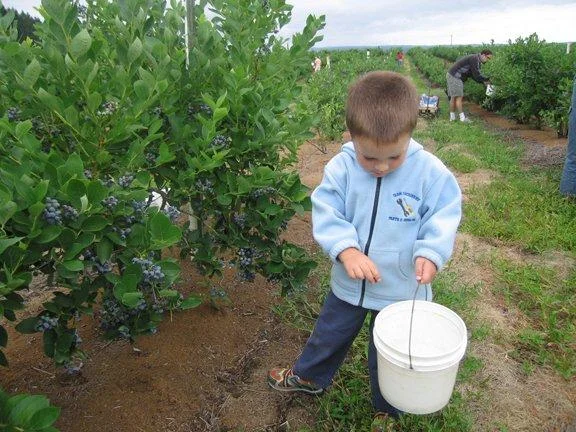 blueberryPicking1.jpg