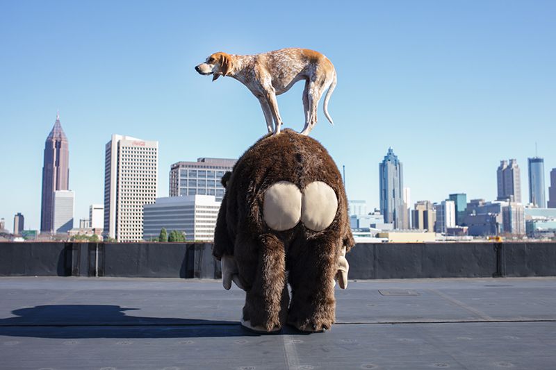 dog with mailchimp mascot costume