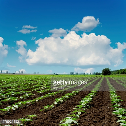 Photo by mycola/iStock / Getty Images